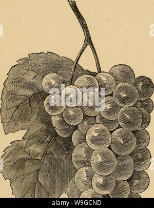 Immagine di archivio da pagina 180 della coltivazione dei nativi. La coltivazione del vitigno nativo cultivationofnat01husm Anno: 1866 ( V , " . Foto Stock