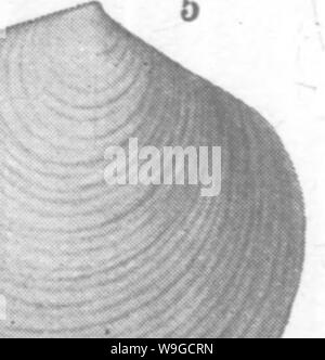 Immagine di archivio da pagina 182 di molluschi e crostacei del Foto Stock