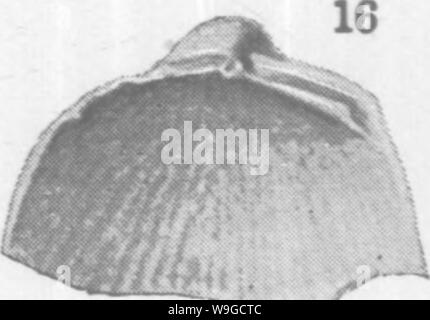 Immagine di archivio da pagina 182 di molluschi e crostacei del Foto Stock