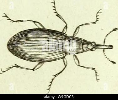 Immagine di archivio da pagina 188 di [Curculionidae] (1800) Foto Stock