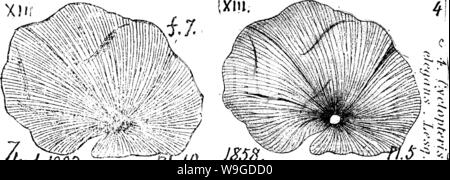 Immagine di archivio da pagina 188 di un dizionario dei fossili Foto Stock