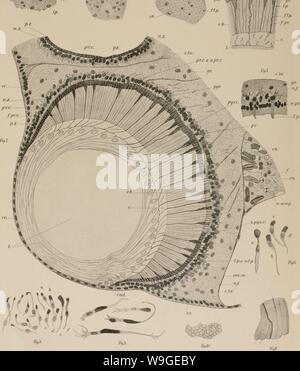 Immagine di archivio da pagina 198 del Cubomedusae (1898) Foto Stock