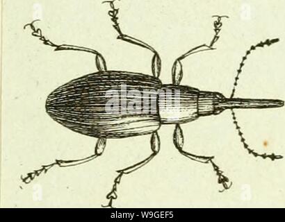 Immagine di archivio da pagina 200 di [Curculionidae] (1800) Foto Stock