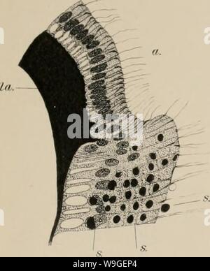 Immagine di archivio da pagina 202 di Cubomedusae (1898) Foto Stock