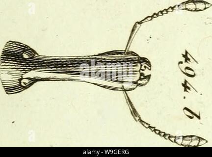 Immagine di archivio da pagina 204 di [Curculionidae] (1800) Foto Stock