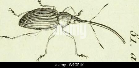 Immagine di archivio da pagina 206 di [Curculionidae] (1800) Foto Stock