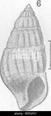 Immagine di archivio da pagina 209 di molluschi e crostacei del Foto Stock
