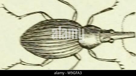 Immagine di archivio da pagina 210 di [Curculionidae] (1800) Foto Stock