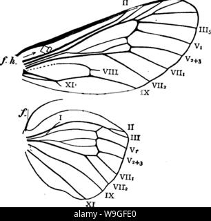 Immagine di archivio da pagina 211 del manuale per lo studio Foto Stock