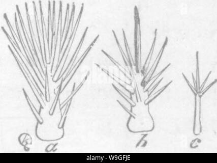 Immagine di archivio da pagina 212 di insetti dannosi per frutti illustrato Foto Stock