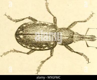 Immagine di archivio da pagina 214 di [Curculionidae] (1800) Foto Stock