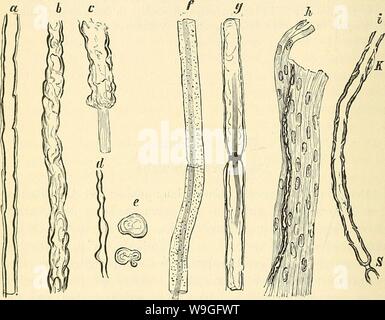 Immagine di archivio da pagina 217 del cursus der normalen Histologie zur Foto Stock