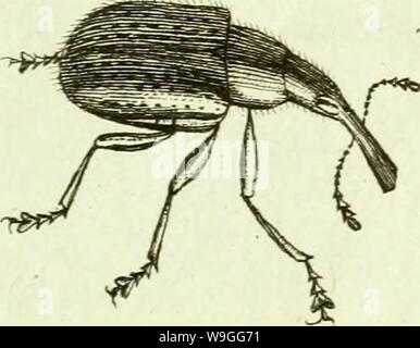 Immagine di archivio da pagina 222 di [Curculionidae] (1800) Foto Stock