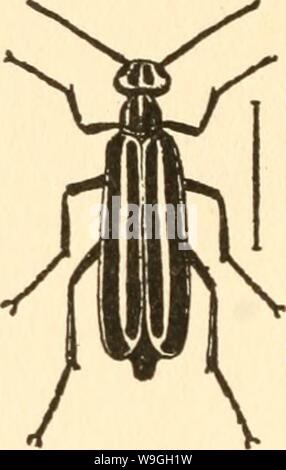 Immagine di archivio da pagina 231 della cultura e le malattie del. La cultura e le malattie del pisello dolce culturediseaseso01taub Anno: 1917 ( 170 malattie del pisello dolce FIG. 38. Le strisce di blister Beetle. (Dopo CHITTEN- DEN.) e piselli dolci. Secondo il Professor Chittenden ' lo scarabeo depone le uova sulle piante o sul terreno. Da ogni uovo portelli un piccolo dalle lunghe gambe larva, che esegue attivamente nella ricerca di un uovo di cavallette pod che entra e si alimenta. Successivamente si proietta la sua pelle più volte e diventa finalmente trasformato in un maggiolino. Ci sono anche un certo numero di Caterpillar Foto Stock