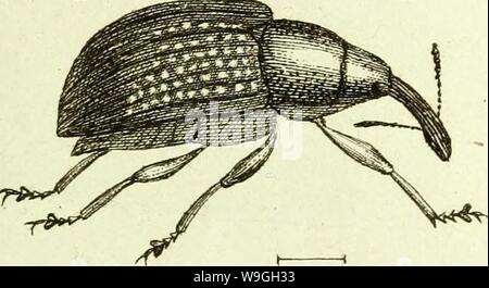 Immagine di archivio da pagina 232 di [Curculionidae] (1800) Foto Stock