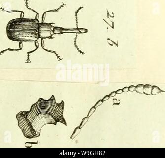 Immagine di archivio da pagina 234 di [Curculionidae] (1800) Foto Stock