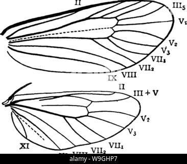 Immagine di archivio da pagina 239 del manuale per lo studio Foto Stock