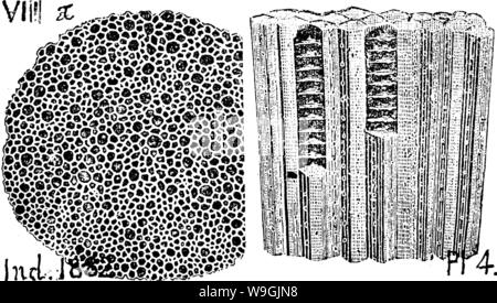 Immagine di archivio da pagina 253 di un dizionario dei fossili Foto Stock