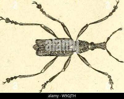 Immagine di archivio da pagina 256 di [Curculionidae] (1800) Foto Stock