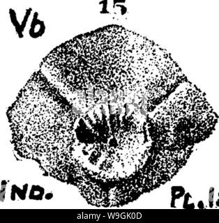 Immagine di archivio da pagina 258 di un dizionario dei fossili