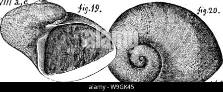 Immagine di archivio da pagina 260 di un dizionario dei fossili