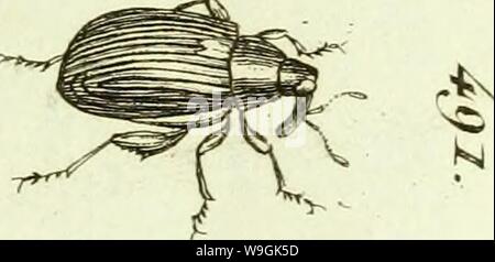 Immagine di archivio da pagina 262 di [Curculionidae] (1800) Foto Stock