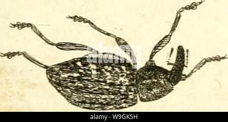 Immagine di archivio da pagina 262 di [Curculionidae] (1800) Foto Stock