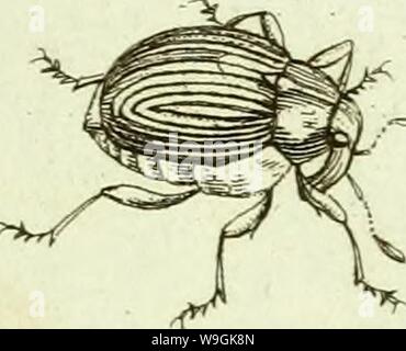 Immagine di archivio da pagina 264 di [Curculionidae] (1800) Foto Stock