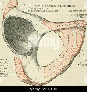 Immagine di archivio da pagina 266 di Cunningham il libro di testo di anatomia (1914) Foto Stock