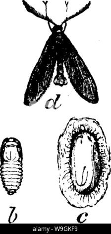 Immagine di archivio da pagina 267 di insetti dannosi per frutti illustrato Foto Stock