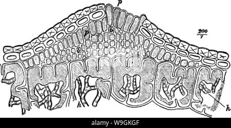 Immagine di archivio da pagina 269 di legname e di alcuni dei suoi Foto Stock