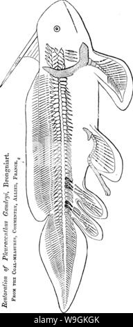 Immagine di archivio da pagina 269 di un dizionario dei fossili Foto Stock