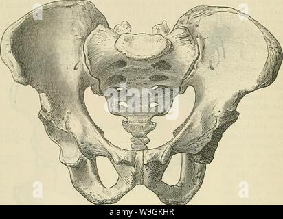 Immagine di archivio da pagina 269 di Cunningham il libro di testo di anatomia (1914). Cunningham il libro di testo di anatomia cunninghamstextb00cunn Anno: 1914 ( 236 OSTEOLOGIA. Il piccolo bacino è delimitato ui anteriore da il pube symphisis nel piano mediano e 1 &gt;y il BOD)' e rami del os pube su entrambi i lati, lateralmente dalle lisce superfici mediale di Ischia e ischiatica rami, insieme con una piccola parte dell'ileo al di sotto della porzione iliaca del ilio-pectineal linea. Il molleggio dal margine posteriore dell'ischio sono i inturned ischiatica spine. Dietro la curva ampia Fig. 234.-Il maschio pe Foto Stock