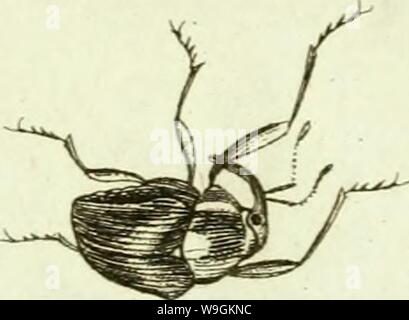 Immagine di archivio da pagina 272 di [Curculionidae] (1800) Foto Stock