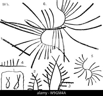 Immagine di archivio da pagina 280 di un dizionario dei fossili Foto Stock