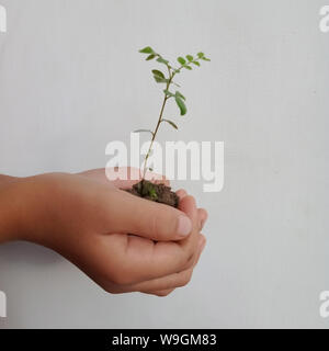 Mani tenendo i giovani pianta verde, isolato su bianco. Il concetto di ecologia, tutela dell'ambiente. Foto Stock