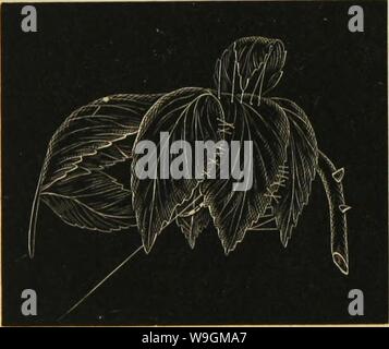 Immagine di archivio da pagina 283 della American ragni e loro la filatura Foto Stock
