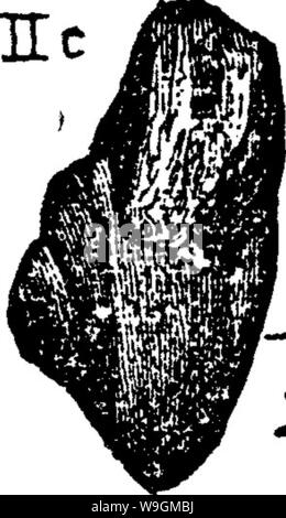Immagine di archivio da pagina 283 di un dizionario dei fossili Foto Stock