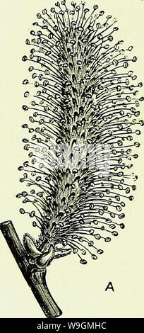 Immagine di archivio da pagina 287 di api e apicoltura; scientifico e. Api & apicoltura; scientifico e pratico. Un trattato completo sull'anatomia, fisiologia, relazioni floreali e proficua gestione dell'alveare bee CUbiodiversity1154323 Anno: 1886 ( 262 API E APICOLTURA. sprecato, dà un eccesso di cui le api approfittare ; e spesso, in primavera, le scorte sono notevolmente aiutato dai ramoscelli, non solo del nocciolo e altri dadi, ma anche del faggio, il legno di pioppo e salice (di cui due ramoscelli sono rappresentate in Fig. 52). È curioso il fatto che, nel caso di t Foto Stock