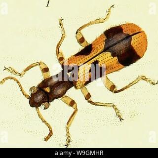 Immagine di archivio da pagina 287 di storia naturale del British Foto Stock