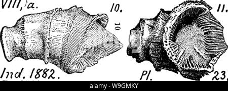 Immagine di archivio da pagina 289 di un dizionario dei fossili