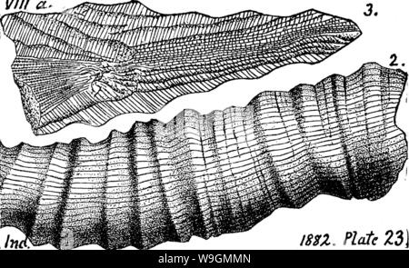Immagine di archivio da pagina 289 di un dizionario dei fossili Immagine di archivio da pagina 289 di un dizionario dei fossili