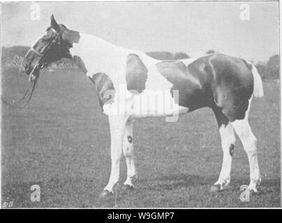 Immagine di archivio da pagina 289 di punti del cavallo; Foto Stock