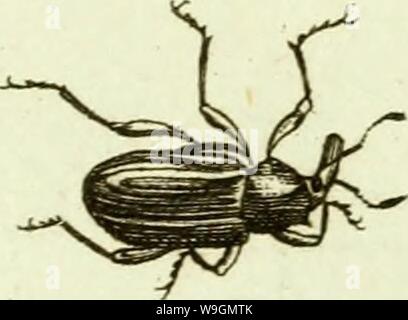 Immagine di archivio da pagina 292 di [Curculionidae] (1800) Foto Stock