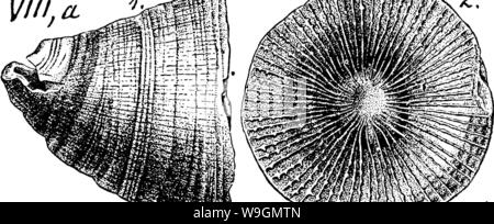 Immagine di archivio da pagina 291 di un dizionario dei fossili Foto Stock