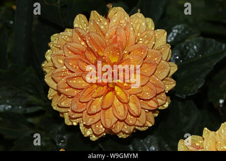 Arancio o oro Fiore Dahlia vicino fino in fiore con gocce di acqua in Italia nelle prime ore del mattino in estate Foto Stock