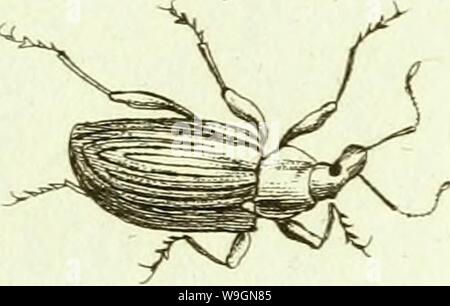 Immagine di archivio da pagina 298 di [Curculionidae] (1800) Foto Stock