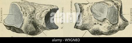 Immagine di archivio da pagina 297 di Cunningham il libro di testo di anatomia (1914). Cunningham il libro di testo di anatomia cunninghamstextb00cunn Anno: 1914 ( 264 OSTEOLOGIA. Terzo Navicular cuneiforme (occasionale) la tuberosità scanalatura per peroxeus longus una scanalatura per peron.-eus tuberosità longus il suo centro e in prossimità del suo bordo dorsale. Questo è per l'articolazione con il lato laterale del terzo cuneiforme ; prossimale e distale rispetto a questa superficie è ruvida per legamenti. Non di rado, prossimale alla faccetta per il terzo cuneiforme, vi è una piccola superficie articolare per la navicular, come è il caso normale Foto Stock