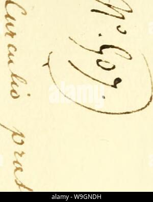Immagine di archivio da pagina 300 di [Curculionidae] (1800) Foto Stock