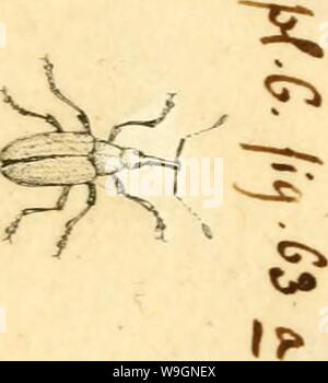 Immagine di archivio da pagina 302 di [Curculionidae] (1800)